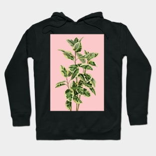 CModern House plant in pink 4, Abstract Plant Art Hoodie